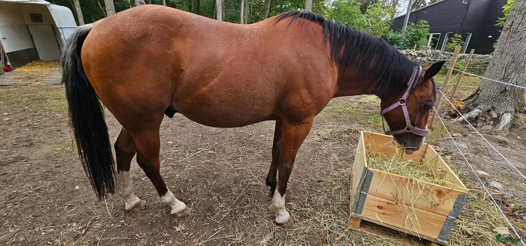 Western hästar till salu: Fin Quarter Horse-valack, 14 år, söker nytt hem  - Annons 1