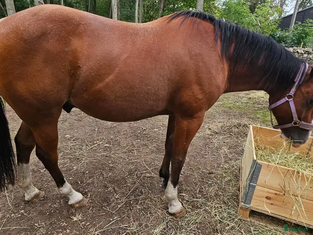 hästar till salu: Fin Quarter Horse-valack, 14 år, söker nytt hem - Annons 6