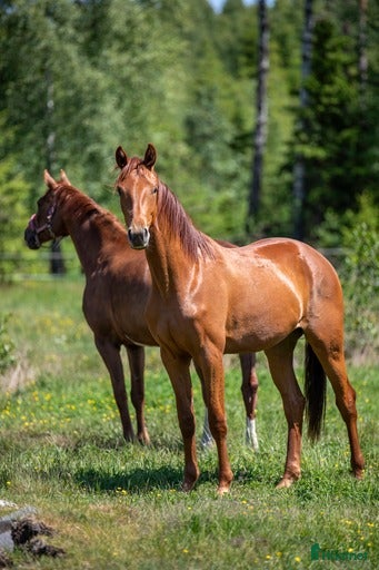  hästar 4års sto  i Tingsryd - Annons 11