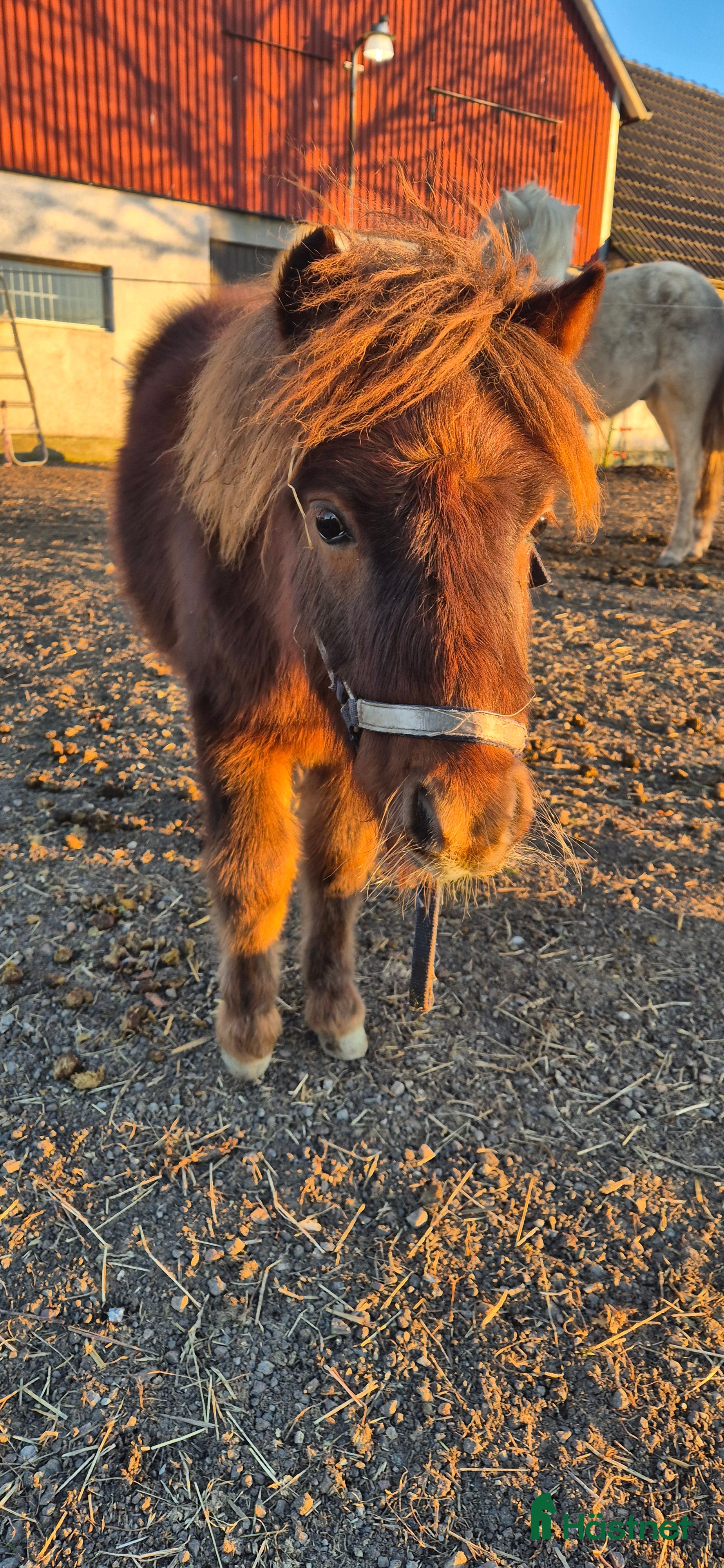  hästar Charmtroll i Ystad - Annons 4