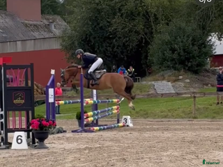 hästar Tävlingsponny i Strängnäs - Annons 7