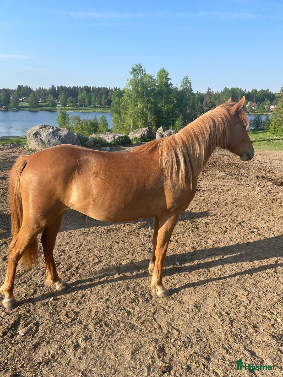 Allround hästar till salu: Sockersöt C-ponny i Helgum - Annons 2
