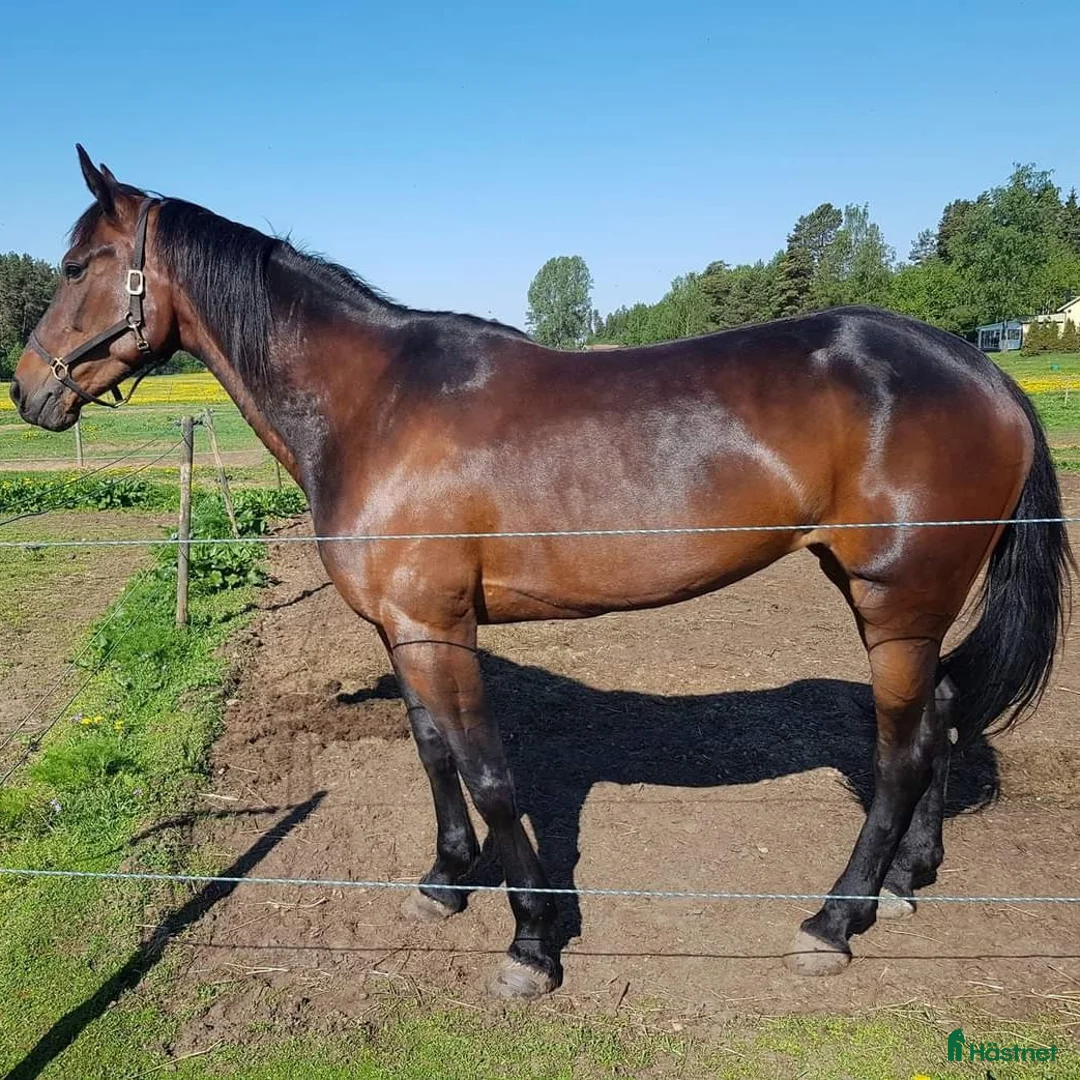 Allround hästar till salu: Fd travare säljes som ridhäst  - Annons 2