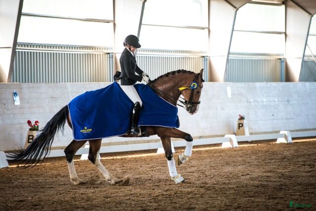  hästar Fantastisk läromästare- Junior/YR-häst!  - Annons 6