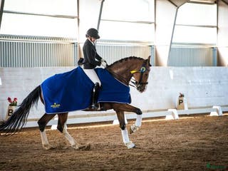 hästar Fantastisk läromästare- Junior/YR-häst! - Annons 18