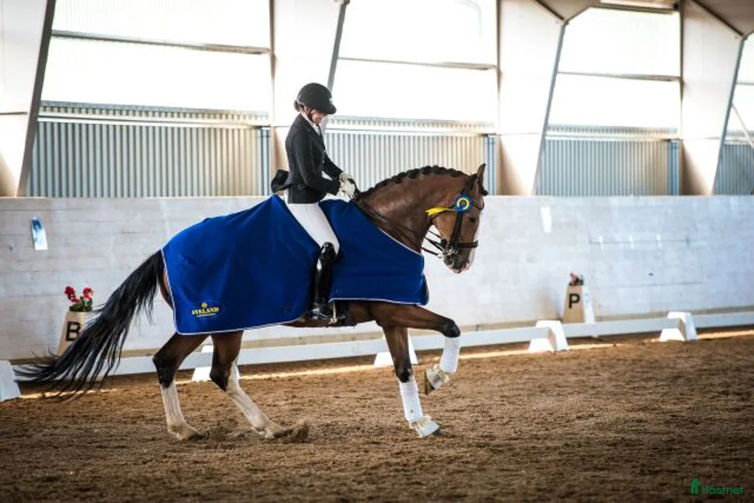 Dressyr hästar till salu: Fantastisk läromästare- Junior/YR-häst!  - Annons 1