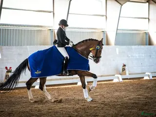 hästar Fantastisk läromästare- Junior/YR-häst! - Annons 6