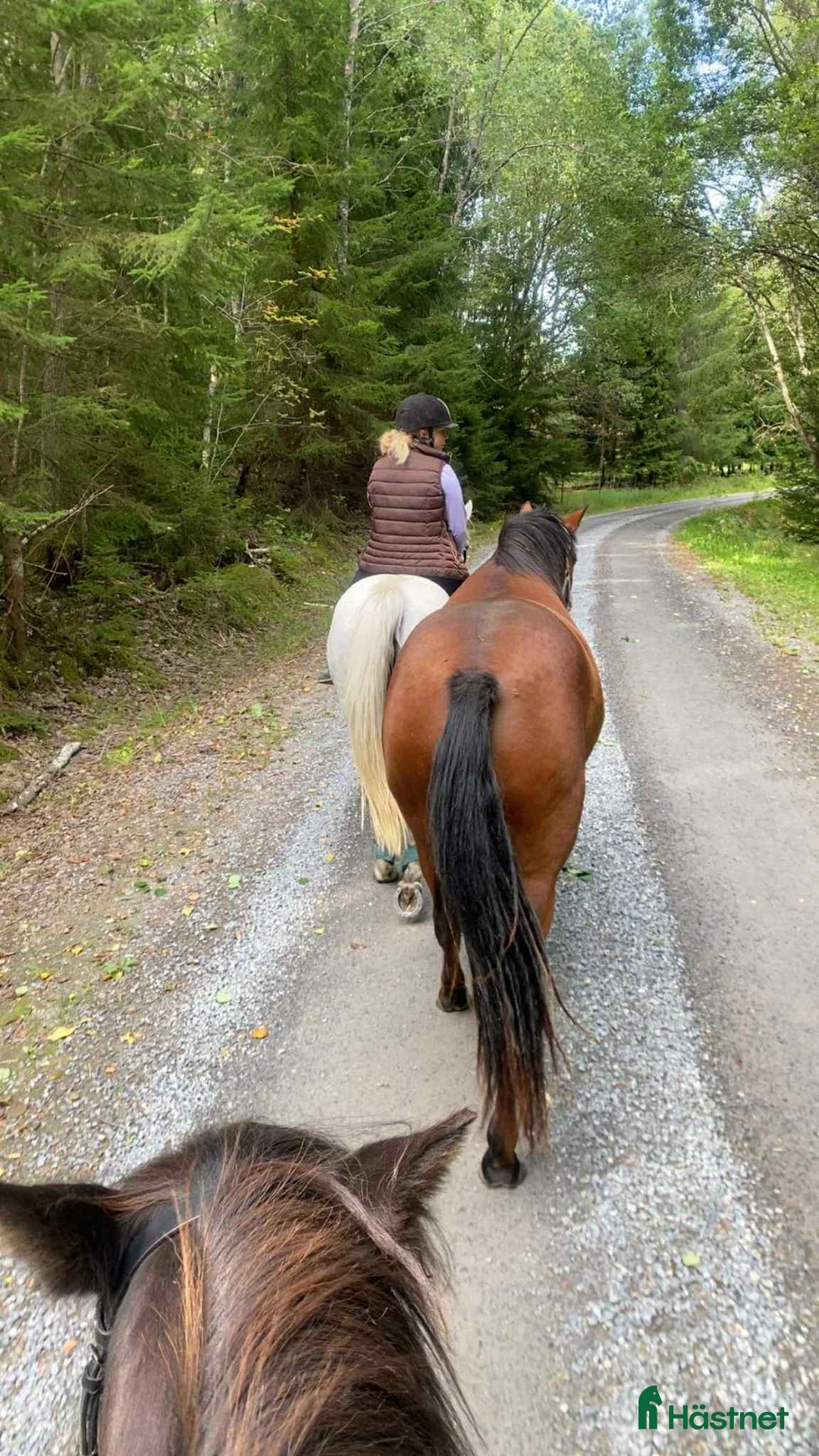 Allround hästar till salu: Allround Connemara ponny i Järna - Annons 2