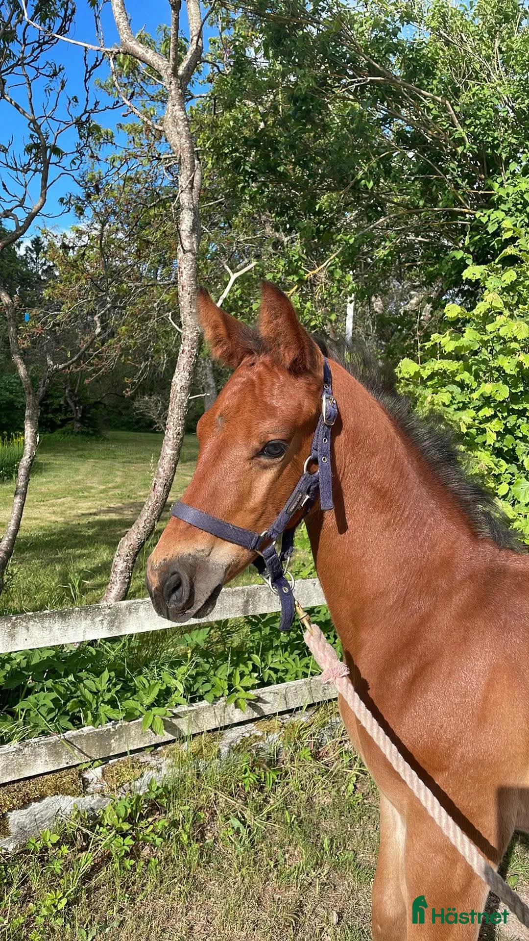 Hoppning hästar till salu: Stor massiv hingst  - Annons 2