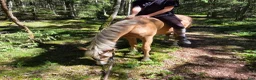 Hoppning hästar till salu: Social och nyfiken ponny - Annons 5