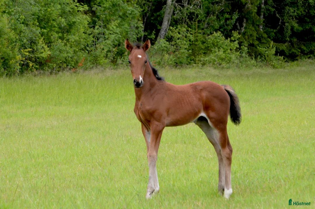 Dressyr hästar till salu: Flott hoppeføll selges! i Sagstua - Annons 2