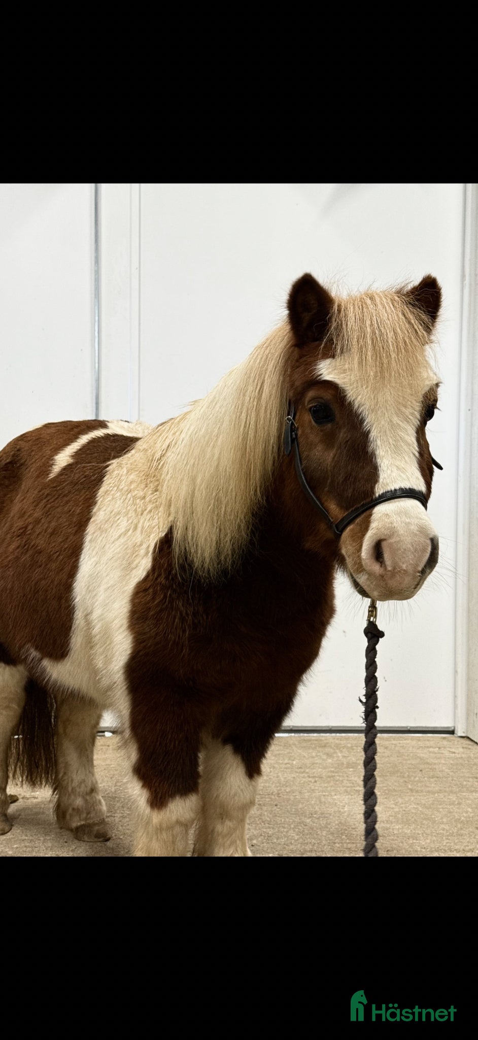  hästar Charmig Shetlandsponny söker sin nya familj🦄 - Annons 17