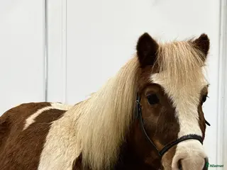 hästar Charmig Shetlandsponny söker sin nya familj🦄 - Annons 17