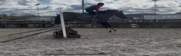 Hoppning hästar till salu: Talented jumping pony - Annons 10