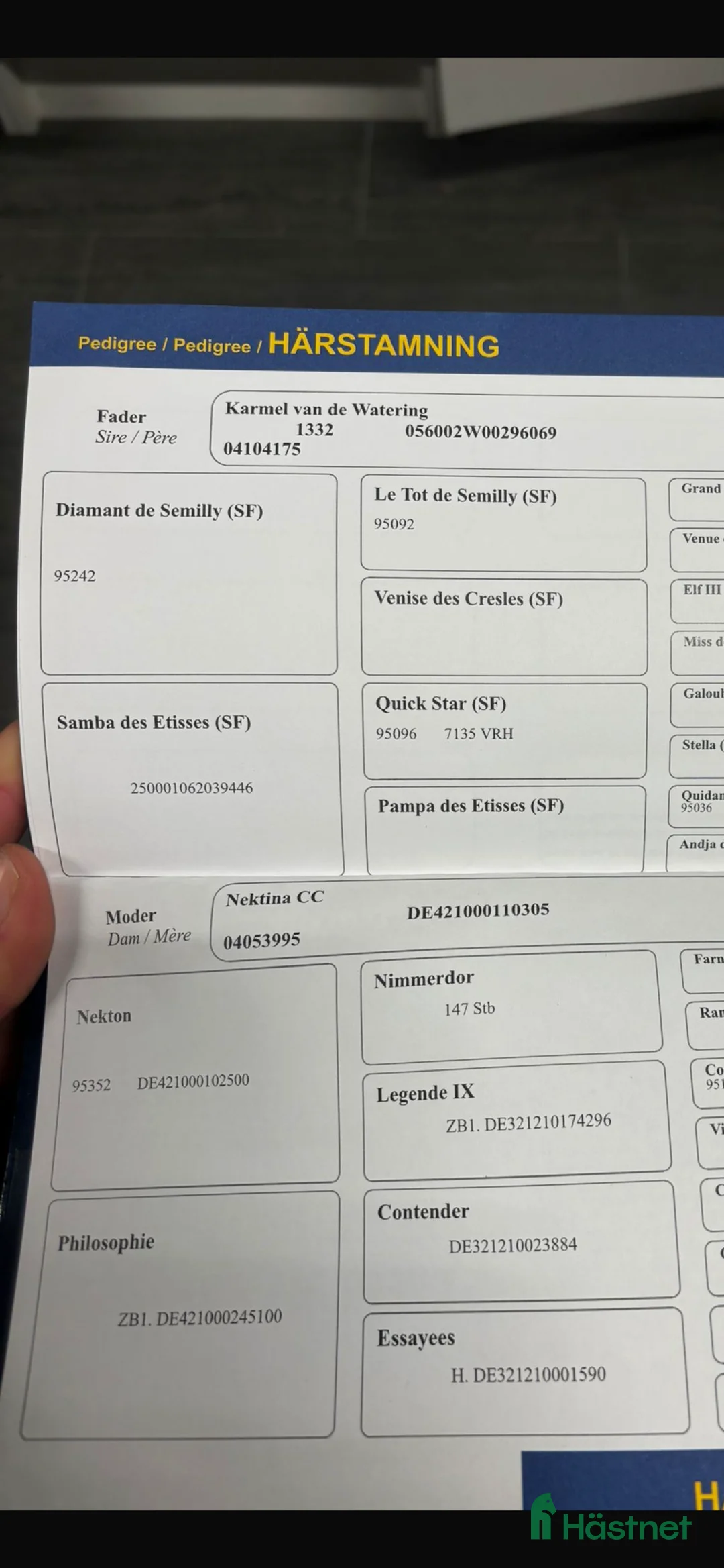 Hoppning hästar till salu: Lovande 5-årig hoppvalack med toppstam - Annons 2