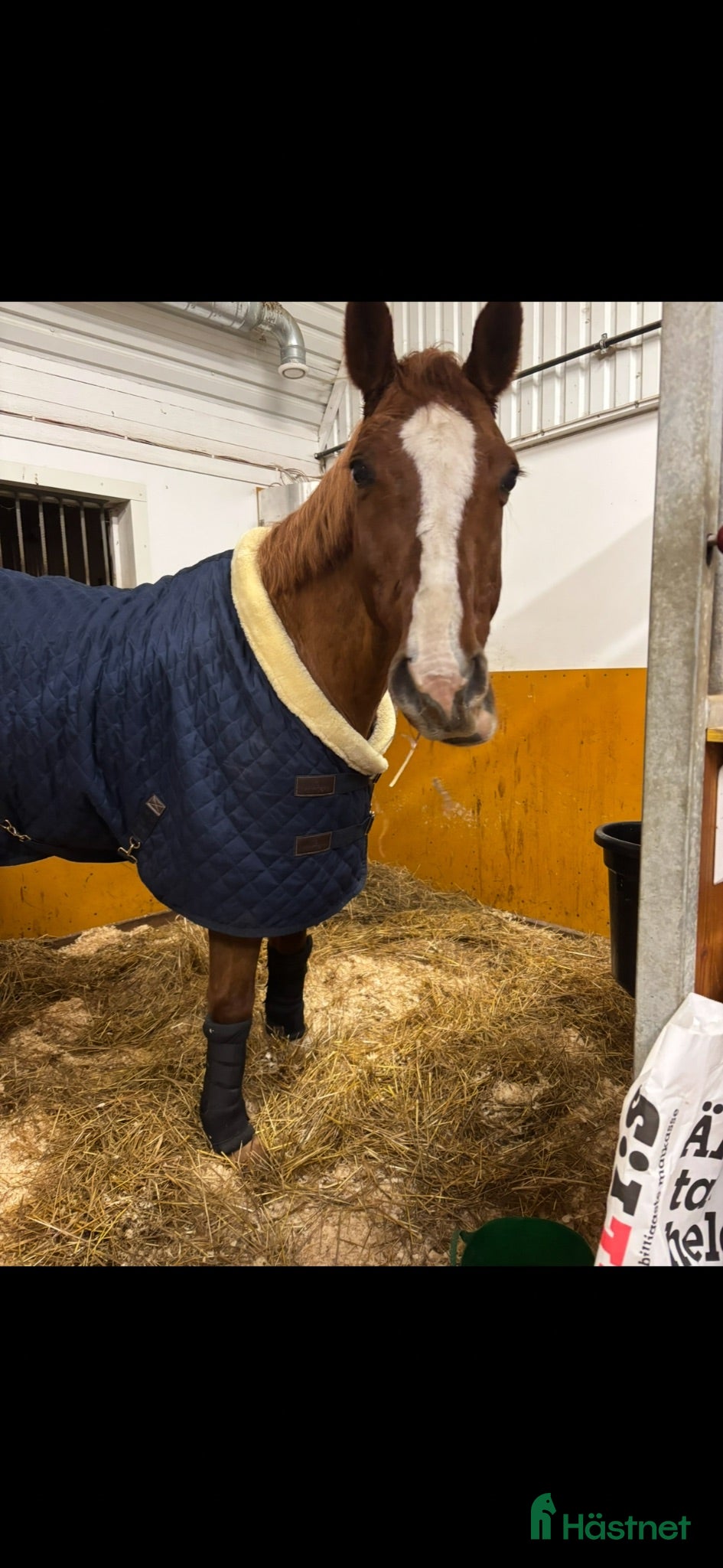 Täcken hästutrustning Kentucky showrug - Annons 18