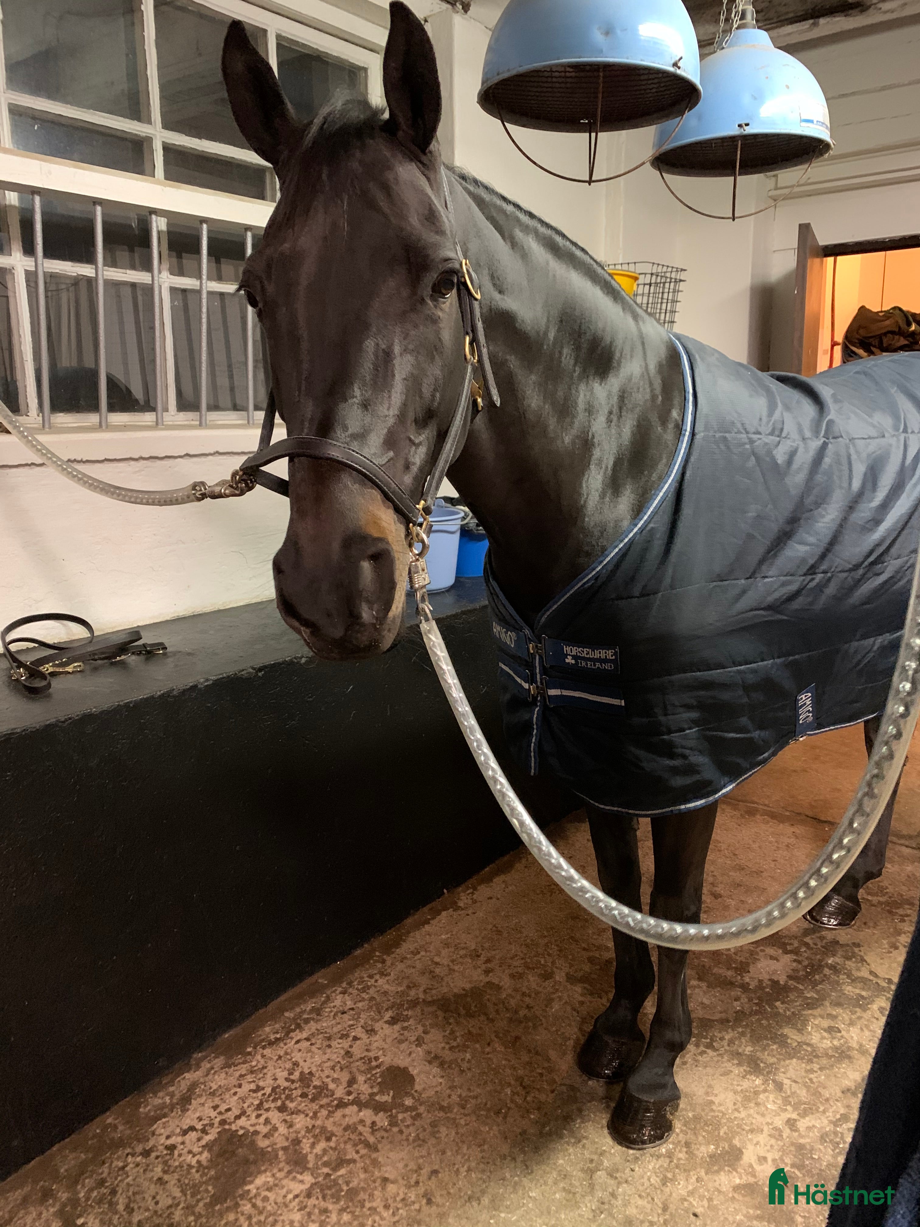 Hoppning hästar till salu: Speciellt sto som har mycket kvar att ge  i Södertälje - Annons 2