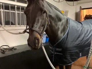 Hoppning hästar till salu: Speciellt sto som har mycket kvar att ge i Södertälje - Annons 2