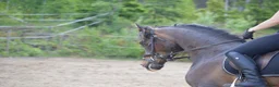 Allround hästar till salu: Trevligt sto med erfarenhet av galopp och hoppning i Vagnhärad - Annons 2