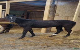Dressyr hästar till salu: Ettårs hingst i Söråker - Bild 1