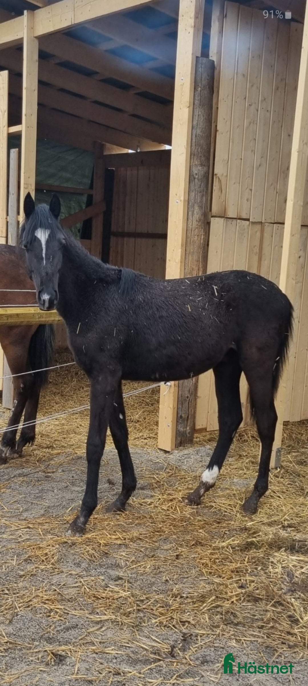 Dressyr hästar till salu: Ettårs hingst i Söråker - Bild 1