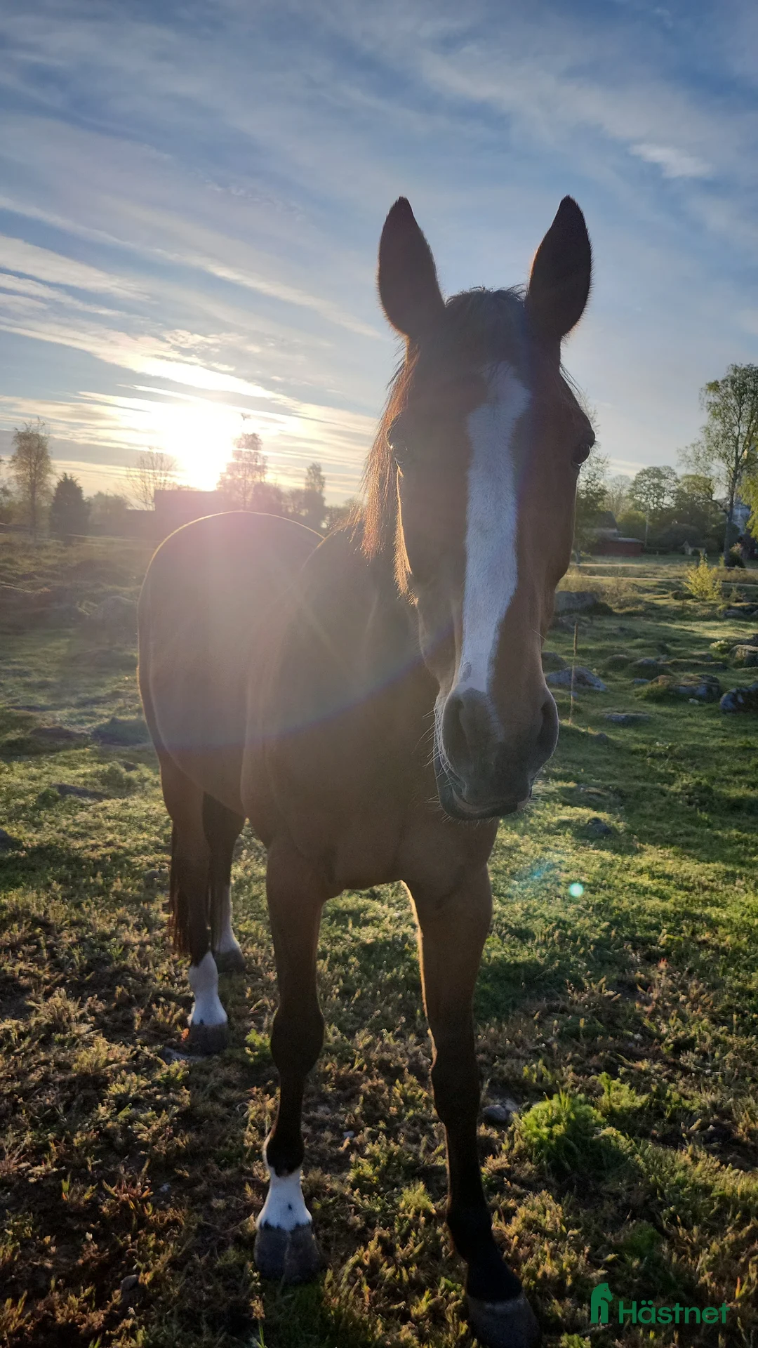 Allround hästar till salu: Snygg ridtravare i Kalvsvik - Annons 2