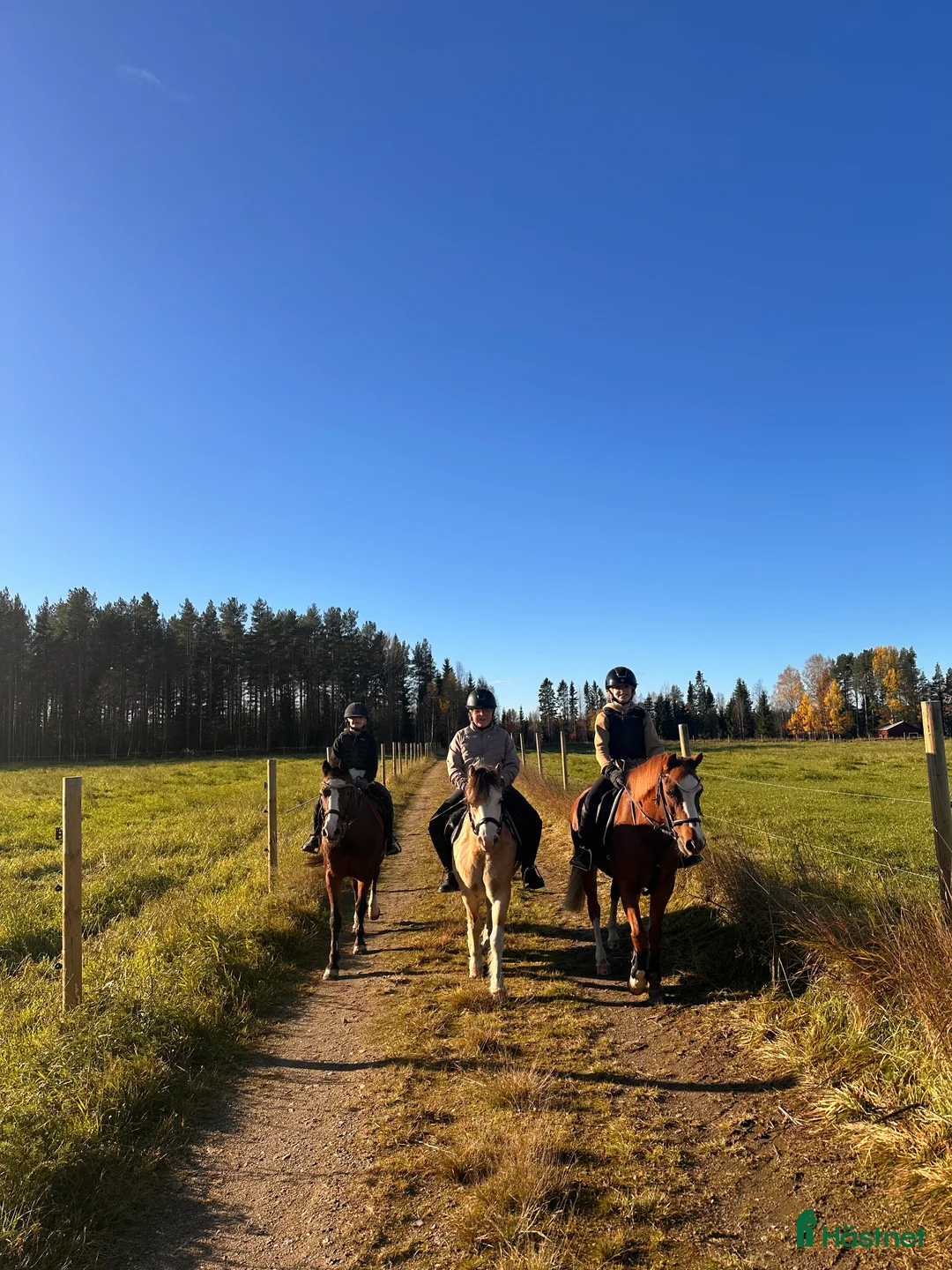 Galleribild {{count}}