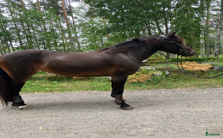  hästar i Rimbo - Annons 7