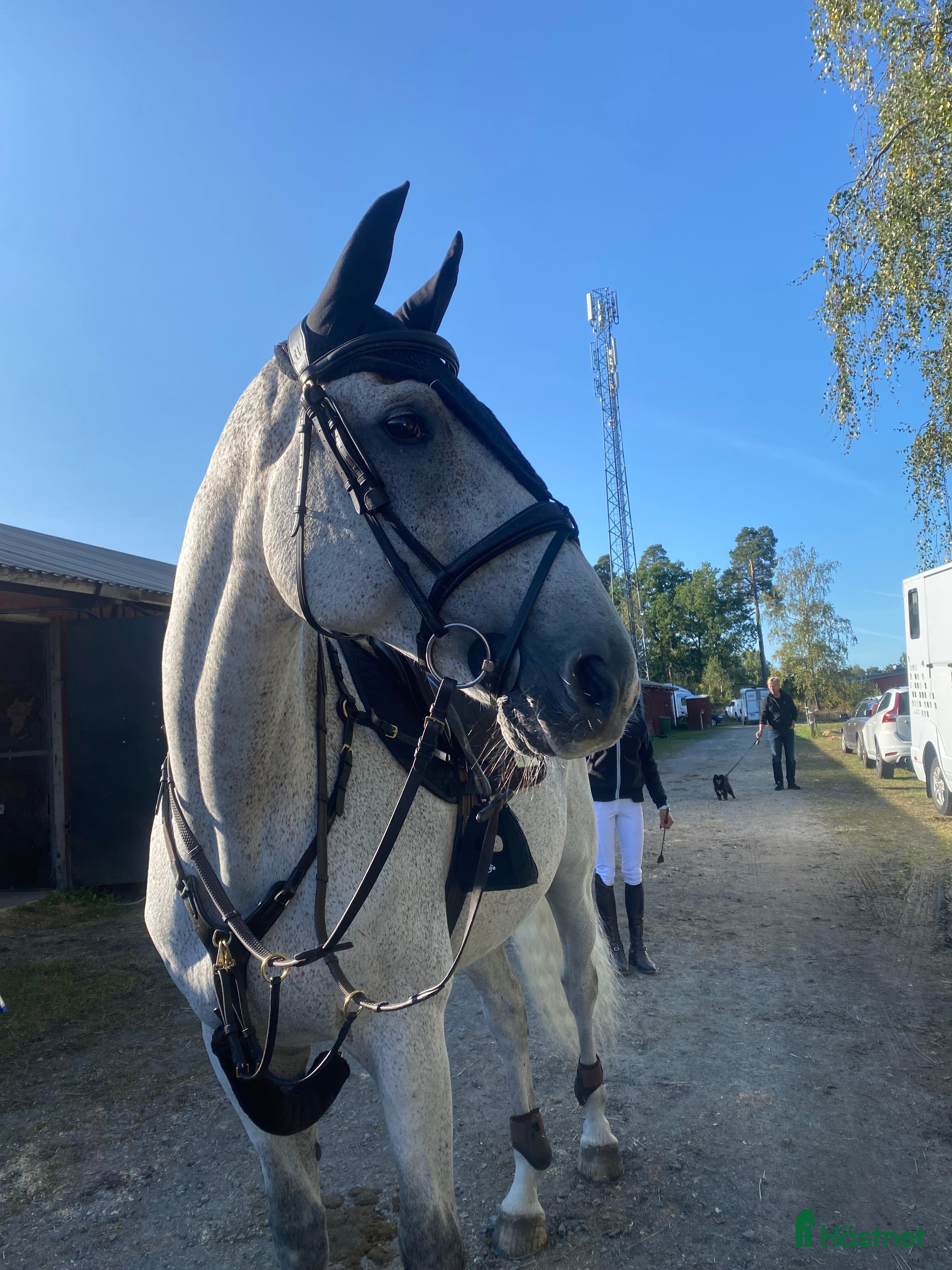  hästar Världens snällaste läromästare i Romakloster - Annons 3