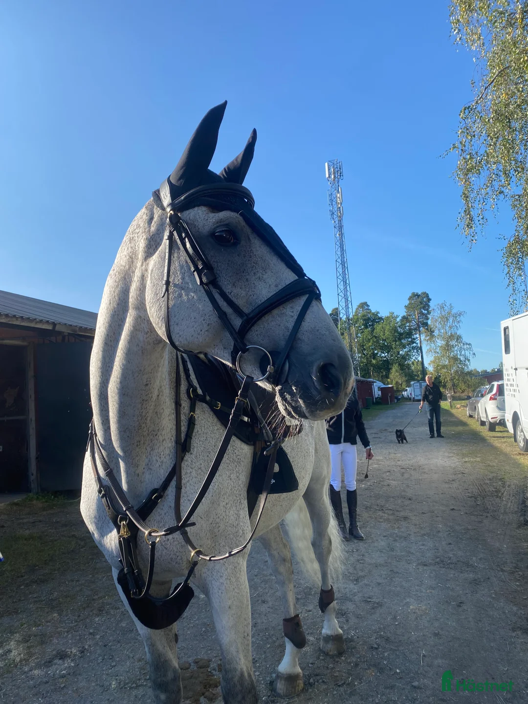 Allround hästar till salu: Världens snällaste läromästare i Romakloster - Annons 1