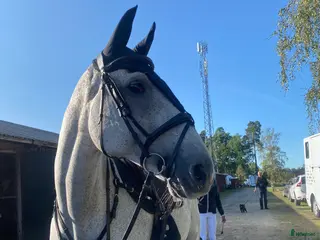 hästar Världens snällaste läromästare i Romakloster - Annons 3