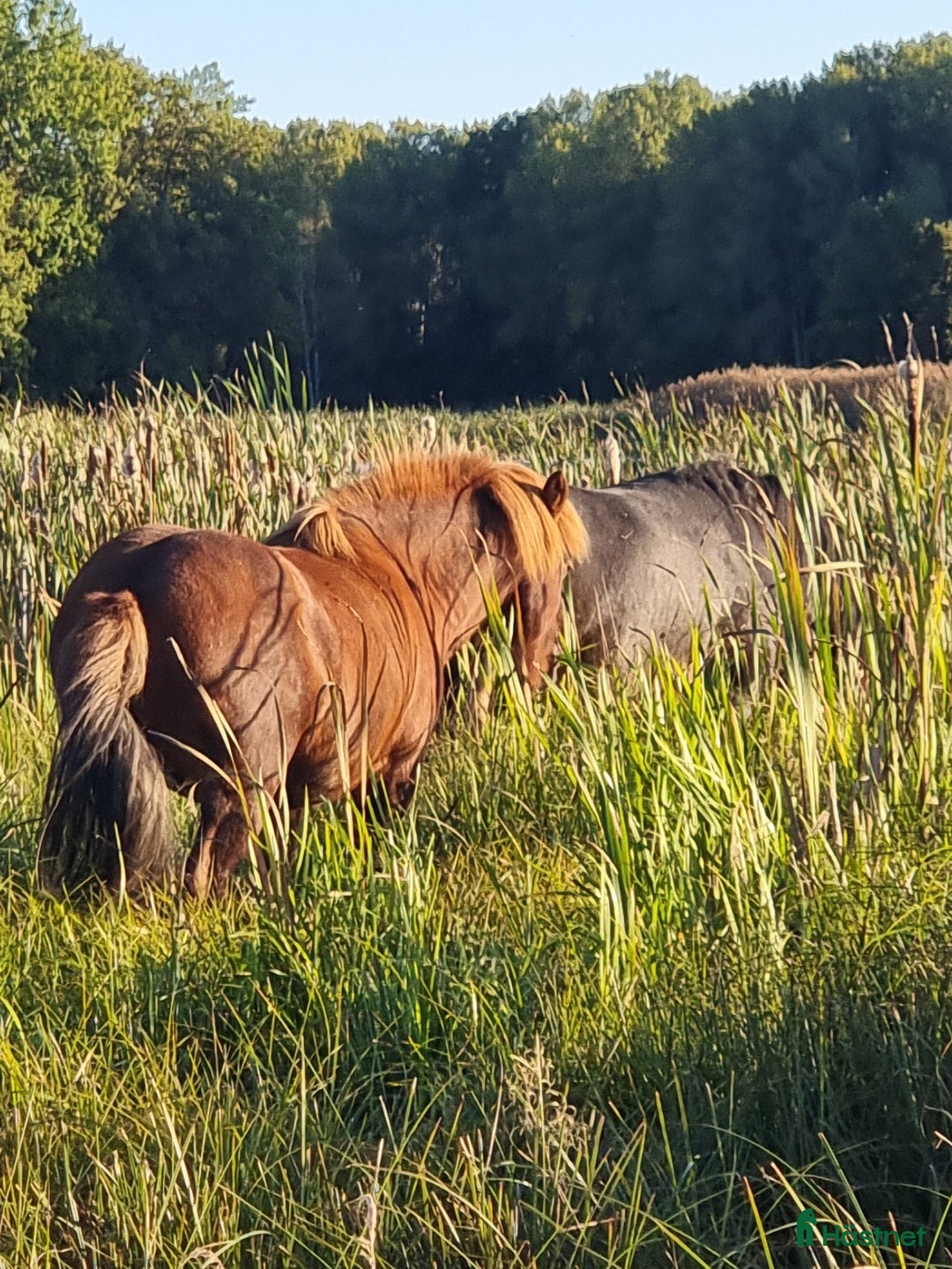 Island hästar till salu: Känslig kille med potential letar nytt hem. i Västerås - Annons 5
