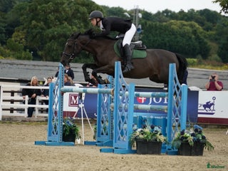 Hoppning hästar till salu: Tävlingsponny för de högsta klasserna🌟 i Karlskrona - Annons 1