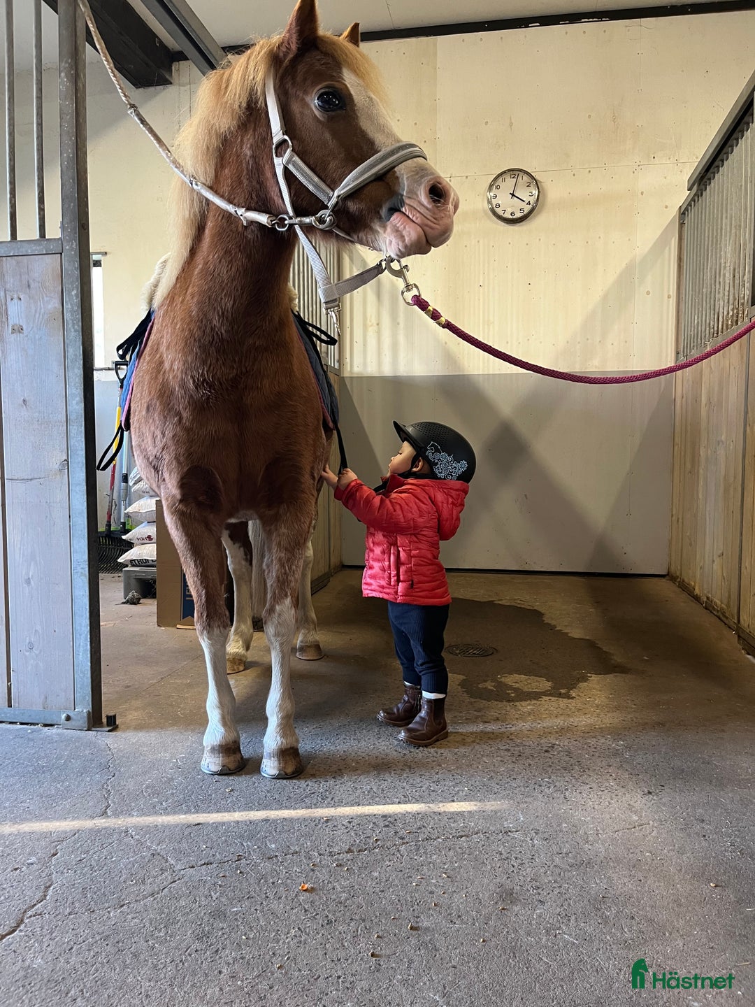 Allround hästar sökes: Läromästare  i Månsarp - Annons 3