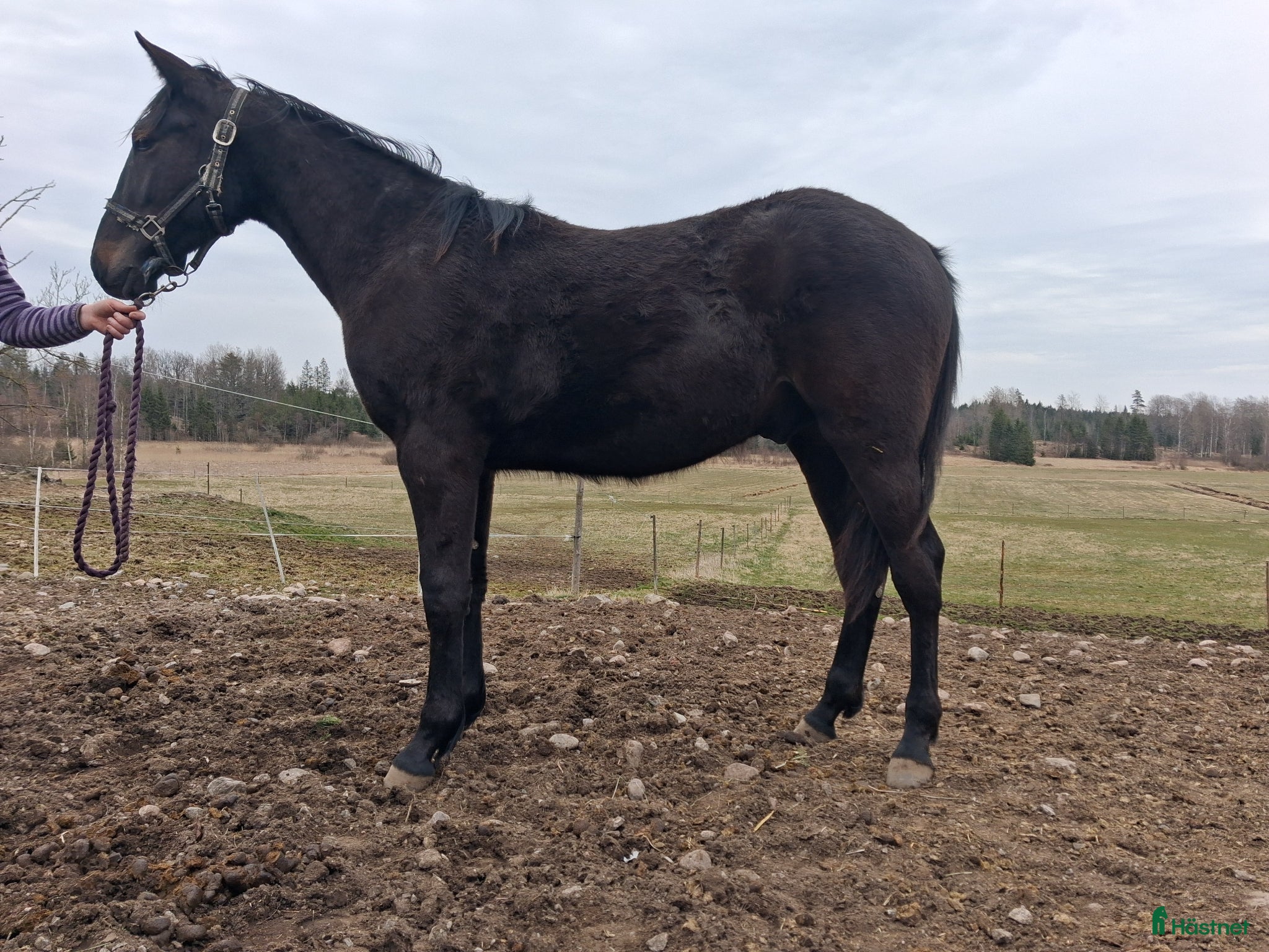  hästar Passa på - Annons 2