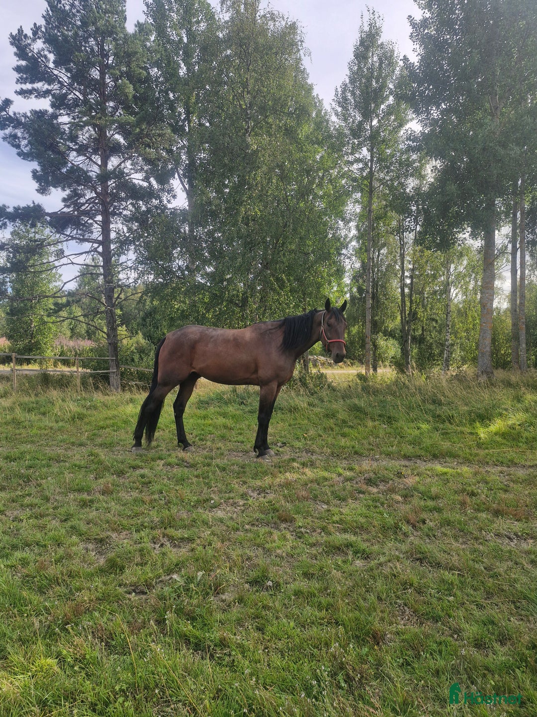 Trav hästar till salu: High flyer v.s i Härnösand - Annons 1