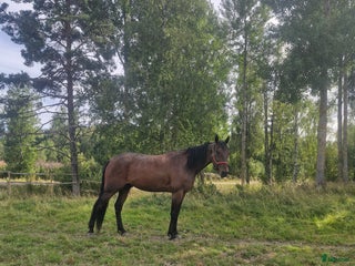 hästar High flyer v.s i Härnösand - Annons 7