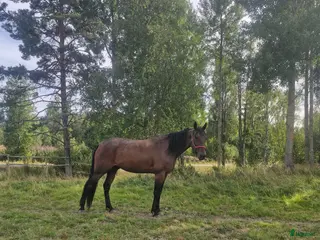 hästar High flyer v.s - Annons 8