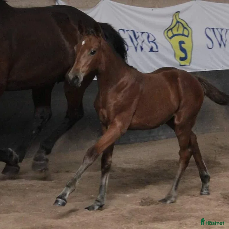  hästar Sto född 2024 i Stånga - Annons 4