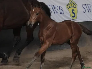 hästar Sto född 2024 i Stånga - Annons 16
