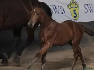 hästar Sto född 2024 i Stånga - Annons 3