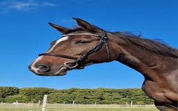 Allround hästar till salu: RESERVERAD!! Ridbart dräktigt sto i Eslöv - Annons 2