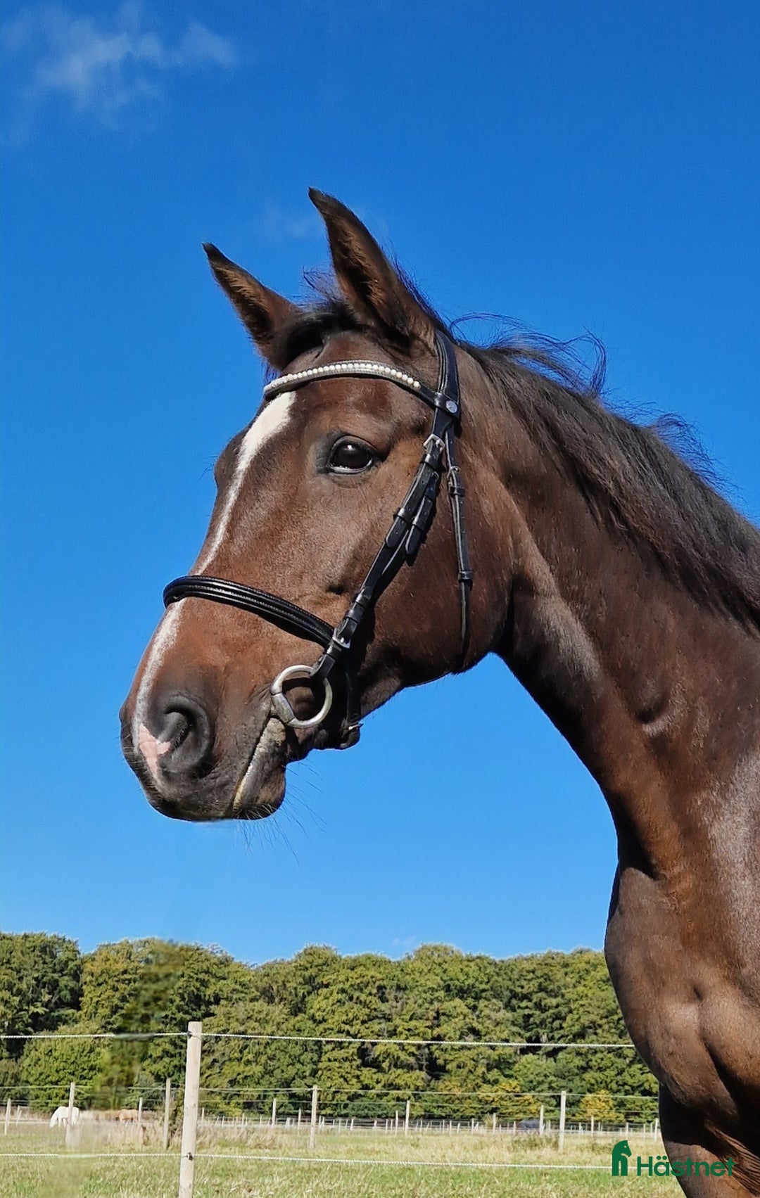 Allround hästar till salu: RESERVERAD!! Ridbart dräktigt sto i Eslöv - Annons 2