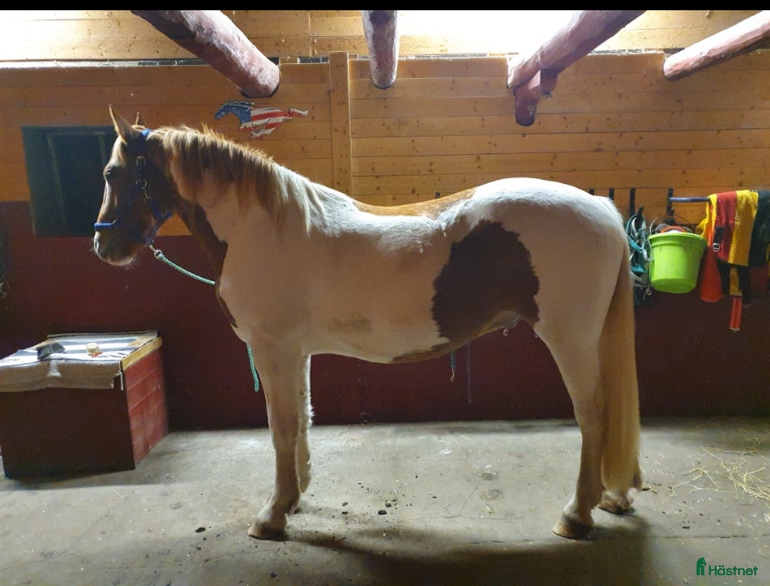 Western hästar till salu: BarockPinto valack i Tenhult - Annons 2