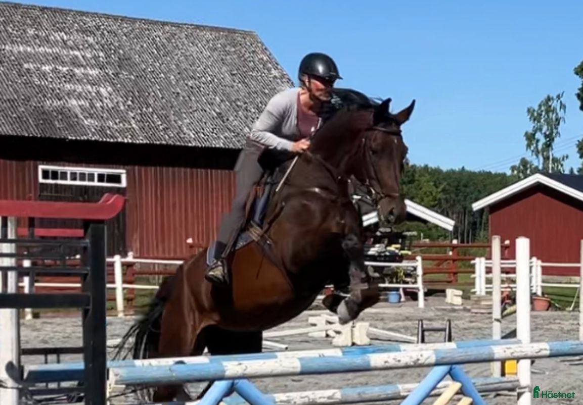  hästar Mycket lovande 5-åring - Annons 18