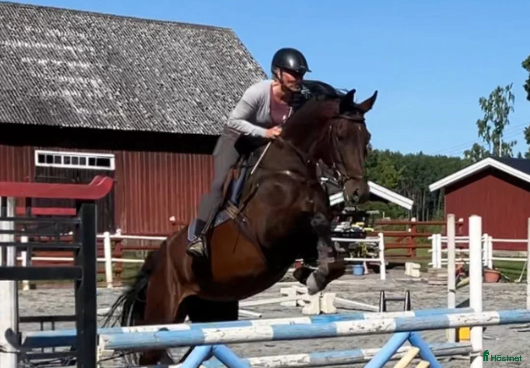 Hoppning hästar till salu: Mycket lovande 5-åring i Linköping - Annons 1