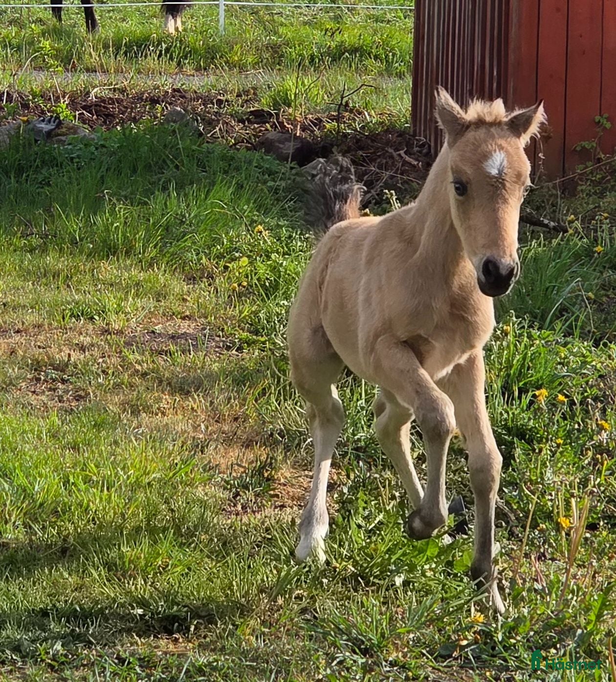  hästar Sött welsh partbred sto. - Annons 15