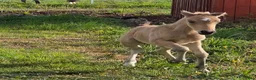Dressyr hästar till salu: Sött welsh partbred sto. - Annons 1