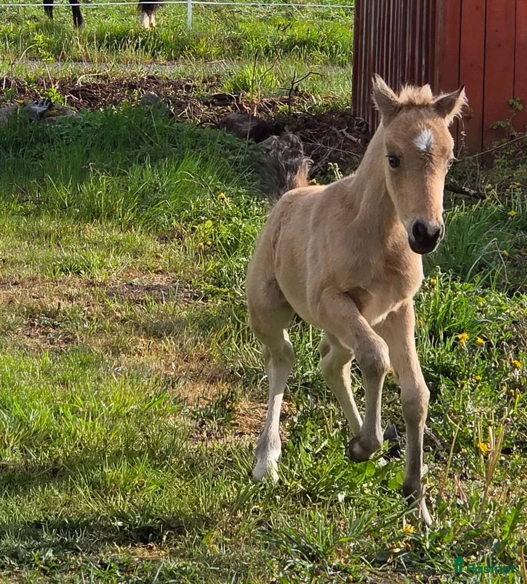 Dressyr hästar till salu: Sött welsh partbred sto. - Annons 1