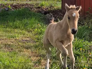 hästar Sött welsh partbred sto. - Annons 1